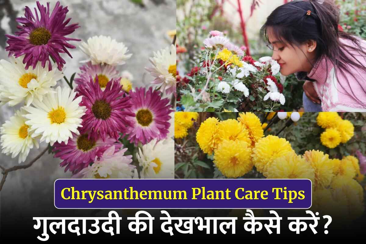 Chrysanthemum Plant Care Tips In Hindi
