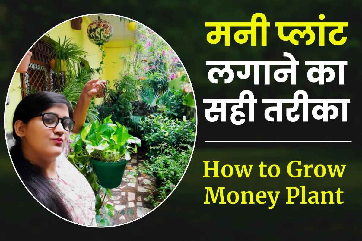 मनी प्लांट कैसे लगाएं ? How to Grow Money Plant in Hindi